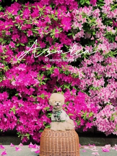 Azalea flower wall9jR\2