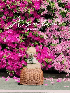 Azalea flower wall10jR\3