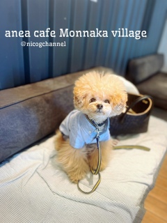 anea cafe Monnaka villagejRW܂