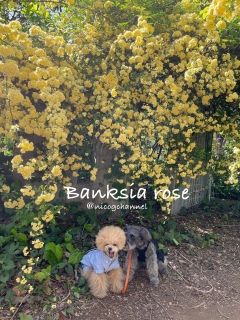 Banksia rose