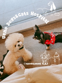 Ueno Dogs&Cats Hospital