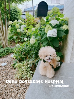 Ueno Dogs&Cats Hospital̃Aix