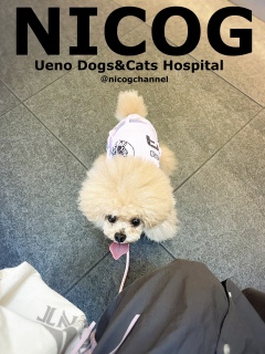 Ueno Dogs&Cats Hospital