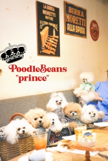 PoodleBeans prince
