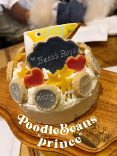 PoodleBeans̃}}݂Ȃ