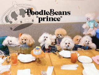 PoodleBeansprinceI