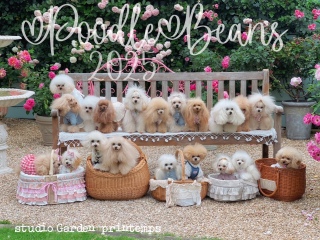 PoodleBeanst̂