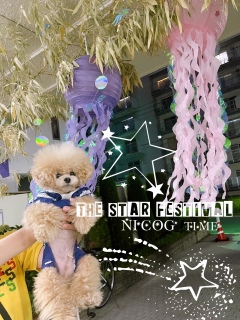 the Star festival