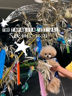 the Star festival