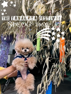 the Star festival