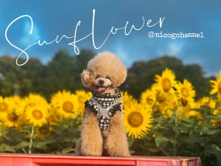 炵Ȃ