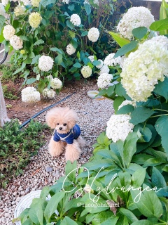 Hydrangea
