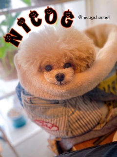 g~O炻ȌoĂȂH