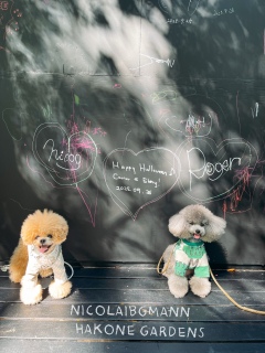 �R�R�߂�����D��