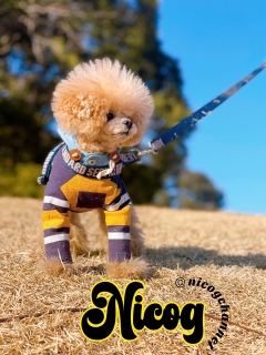 ���j���̂��U���ˁI