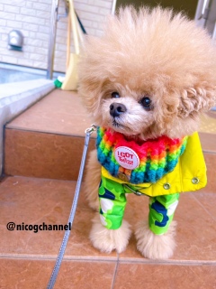 �񌳂��X�k�[�h�t���āB