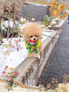 ��̏�ɒu���͉̂��z�ŏo�����c