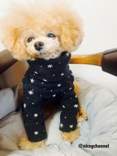 �����E�̐ᕿ�̃^�[�g��