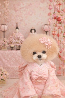 �W�[���g�[���̂ЂȂ܂�}��