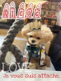 �j�R�W�܂��6�΂����c