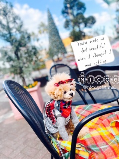 ���߂Ē����������s