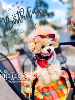 ���߂��Ă��܂�Ȃ��j�R�W