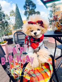 �����{���ƃ}�t���[����������