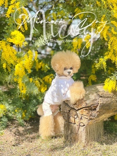 ��N�̒��Ń~���U��1�ԍD�������B