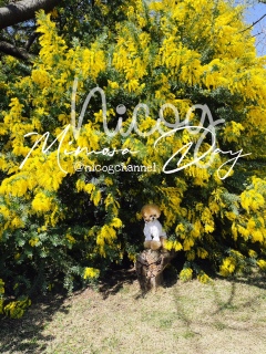 �~���U�̑�^�̖؂ł��[