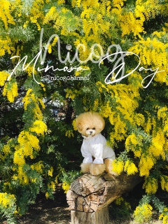 �i�C�X�Ȋۑ�