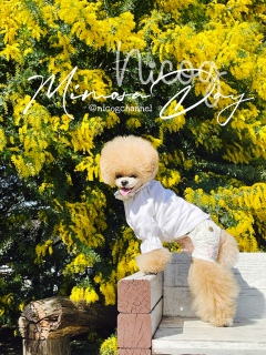 �f�G�~���U