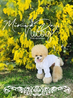 ���u�����Ă��}�͐���Ă܂���[