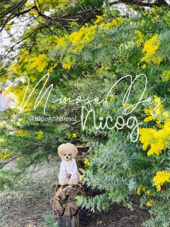 ���̎��͔����͂܂����J�ł͂Ȃ������ł��[