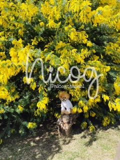 �т�[����đ傫�����Ă݂�ƃj�R�W�ςȊ炵�Ă܂����c