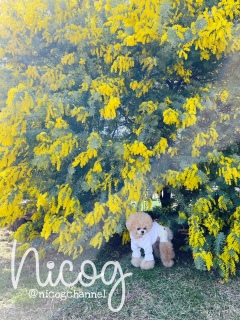 �J�������D�����������Ȃ�R�R�ǁ[�B��񂾂�H