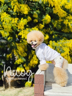 �S�������ă��o�C�I