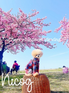 �q�������Ċ炪������̊�