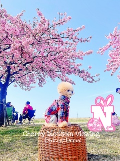 31���ł��ˁI�����ǂ��܂œ��e�o���邩�H�`�������W�I