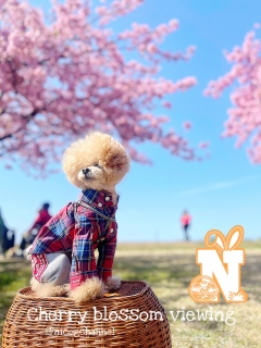 ���p�p���ꏏ���ƒj�q�X�^�C���ɂ��܂��c