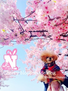 ���p�p���t�g