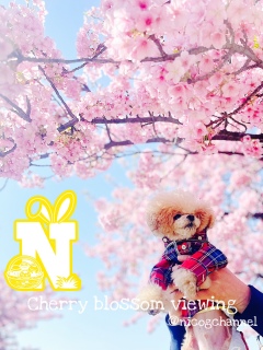 ����������j�R�W�܂�