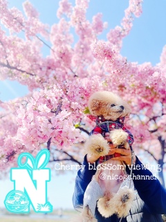 ���t�g���肪�Ƃ�