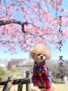 �����Ȃ��[�j�R����