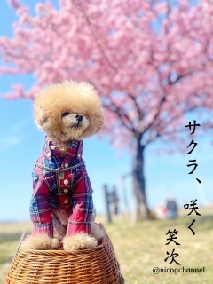 �j�R�W�͏�Ɍx�����Ă܂��́c