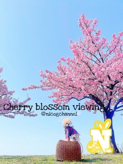 �{�c�ɏo���Ȃ��ʐ^����