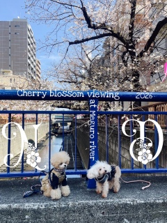 �j�R�W�ƃf�B�W�[