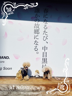 �f�B�W�[�͒n���Ȃ̂ɂˁ[