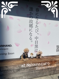 ���ڂ̑���