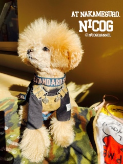 �J�[�g�ɂ͂Ȃ�ł�����̂Łc