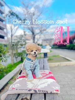 �Ƃ̋߂����U�����鎞�ɋx�e���鏬���Ȍ����ł�